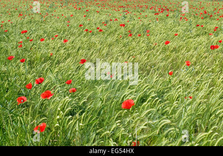 Bereich der Gerste mit Mohnblumen Stockfoto