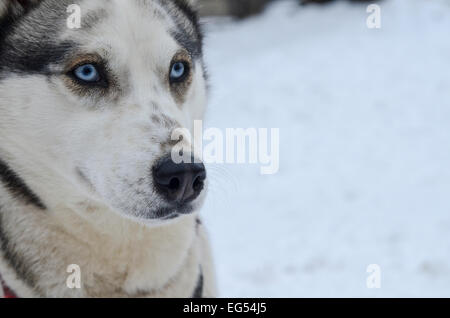 Süße grau-weißen weiblichen sibirischer Husky Hund Portrait, blaue Augen. Aufnahme bei einem Schlittenhund-Rennen in Rumänien am Baile Tusnad. Stockfoto