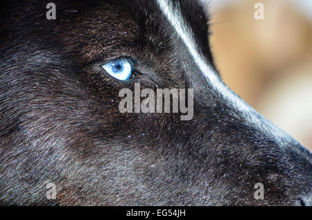 Blaue Augen, Closeup, schwarze Siberian Husky Porträt Profil Stockfoto