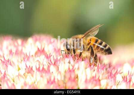 Europäischen Honig Biene Apis Mellifera auf Sedum-Pflanze Stockfoto