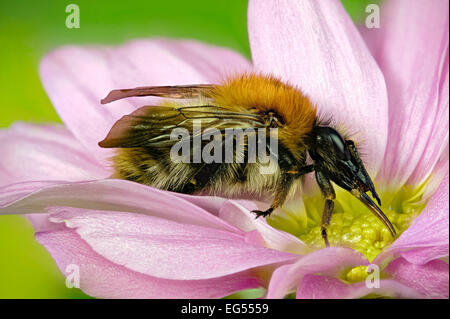 Bombus pascuorum [Hummel] Gemeinsame carder alle Insekt ist im Fokus Stockfoto