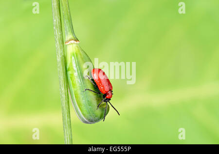 Focus gestapelt Bild von roten oder scarlet Lily Käfer Lilioceris Lilii zehrt an der Pflanzensamen ein Snakeshead fritillary Stockfoto