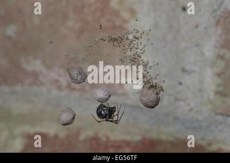 Gemeinsamen Haus Spinne, Parasteatoda Tepidariorum, Jungspinnen, Spinne Ei Fall, nordamerikanischen Spider arachnid Stockfoto