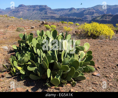 Berglandschaft mit Feigenkaktus (Opuntia), Gran Canaria, Kanarische Inseln, Spanien Stockfoto