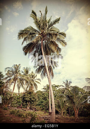 Vintage Retro stilisierte tropischer Natur Hintergrund mit Palmen. Stockfoto