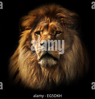 Löwen-Portrait auf schwarzem Hintergrund. Große Erwachsene Löwe mit reichen Mähne. Stockfoto