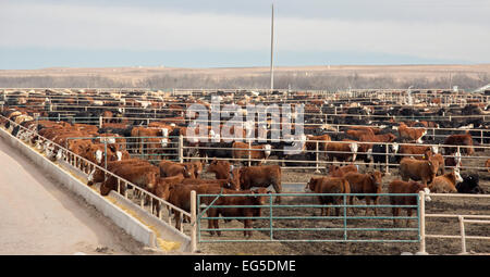 Kersey, Colorado - ein Vieh Feedlot betrieben von JBS fünf Flüsse Vieh füttern. Diese Feedlot hat eine Kapazität von 98.000 Rinder. Stockfoto