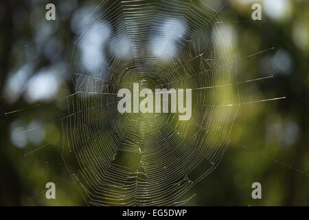 Ein Foto von einer unvollkommenen Spinnennetz glänzen in der Sonne vor einem verschwommenen grünen Hintergrund. Stockfoto