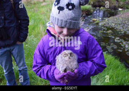 Waldkauz Küken, Strix Aluco Forestry Commission Eule nachts. Junge Eulen sind beringt, gewogen und erfasst. Stockfoto