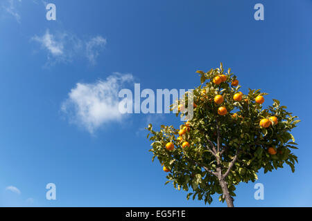 Orangenbaum in der Nähe von Antequera Stockfoto