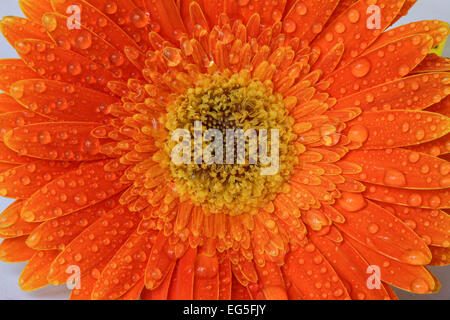 Orange Gerbera mit Wassertropfen Stockfoto