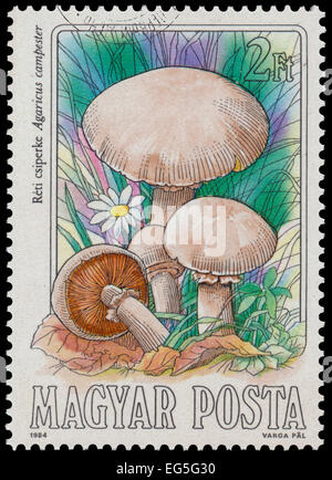 Ungarn - CIRCA 1984: Briefmarke gedruckt in Ungarn, zeigt Champignon (Agaricus Campester), von Speisepilzen, ca. 1984 Stockfoto