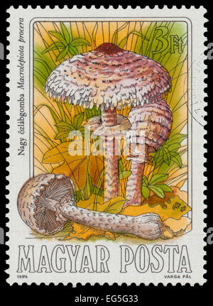 Ungarn - CIRCA 1984: Briefmarke gedruckt in Ungarn zeigt Pilze Parasol (Macrolepiota Procera), von Speisepilzen, ca. 198 Stockfoto
