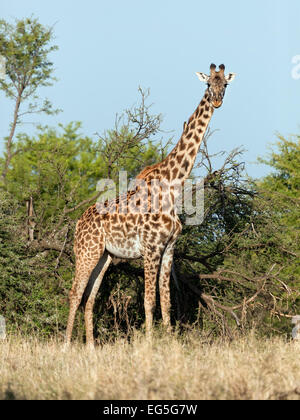 Giraffe auf Savanne, Vollansicht. Safari in der Serengeti, Tansania, Afrika Stockfoto