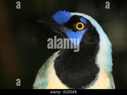 Südamerikanische Vielzahl von Green-Jay (Cyanocorax Yncas, auch Cyanocorax Luxuosus) Stockfoto