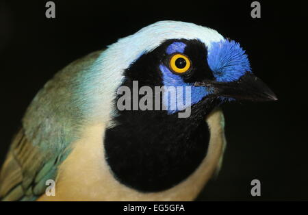 Südamerikanische Vielzahl von Green-Jay (Cyanocorax Yncas, auch Cyanocorax Luxuosus) Stockfoto