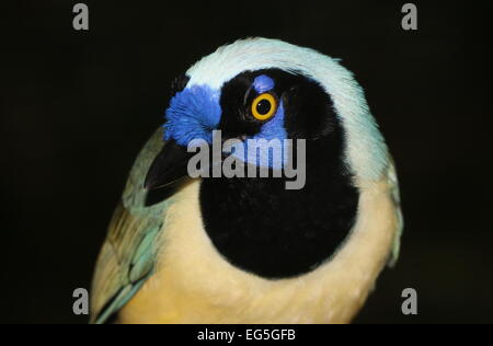 Südamerikanische Vielzahl von Green-Jay (Cyanocorax Yncas, auch Cyanocorax Luxuosus) Stockfoto