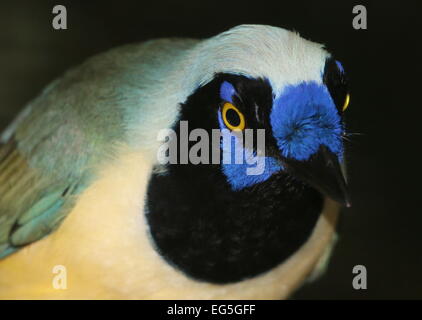 Südamerikanische Vielzahl von Green-Jay (Cyanocorax Yncas, auch Cyanocorax Luxuosus) Stockfoto