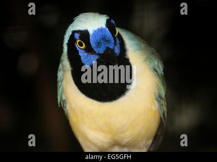 Südamerikanische Vielzahl von Green-Jay (Cyanocorax Yncas, auch Cyanocorax Luxuosus) - Gefangenen Vogel bei Avifauna Zoo, Niederlande Stockfoto