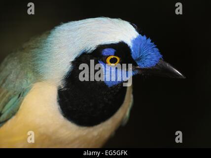 Südamerikanische Vielzahl von Green-Jay (Cyanocorax Yncas, auch Cyanocorax Luxuosus) Stockfoto