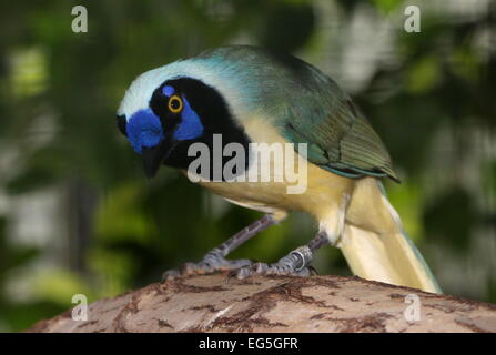 Südamerikanische Vielzahl von Green-Jay (Cyanocorax Yncas, auch Cyanocorax Luxuosus) - Gefangenen Vogel bei Avifauna Zoo, Niederlande Stockfoto