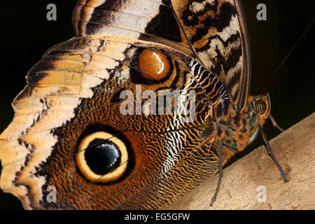 Gelb umrandeten Riesen Eule Schmetterling (Caligo Atreus) Stockfoto