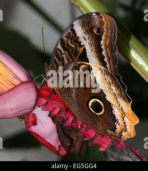 Gelb umrandeten Riesen Eule Schmetterling (Caligo Atreus) posiert auf einem bunten tropischen Blumen Stockfoto