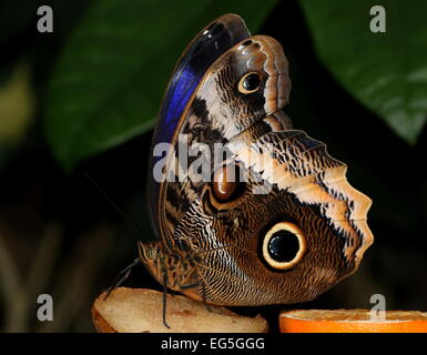 Gelb umrandeten Riesen Eule Schmetterling (Caligo Atreus) Fütterung auf ein Stück Obst Stockfoto