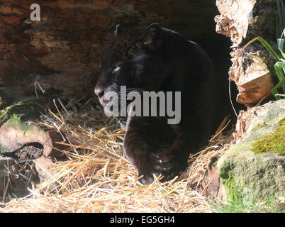 Südamerikanische männlichen schwarzen Jaguar (Panthera Onca) ruht in der Sonne Stockfoto