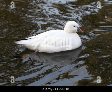 North American Ross Gans (Chen Rossii, Anser Rossii) Stockfoto