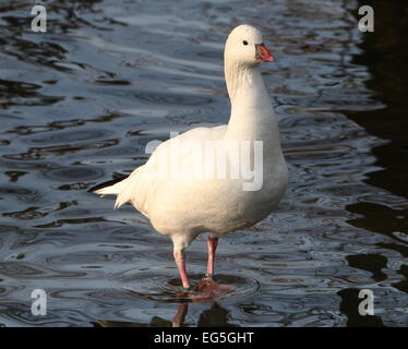 North American Ross Gans (Chen Rossii, Anser Rossii) Porträt Stockfoto