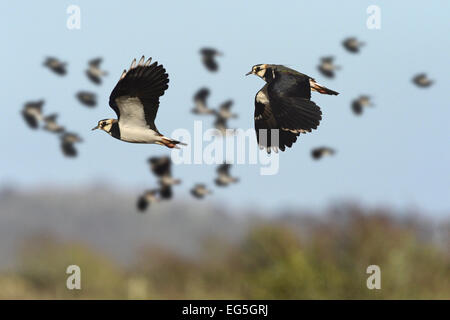 Kiebitz - Vanellus vanellus Stockfoto