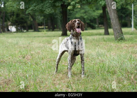 Deutsche kurze Haired Pointer Hund in einem Feld stehen. In Bulgarien am Schwarzen Meer genommen. Stockfoto