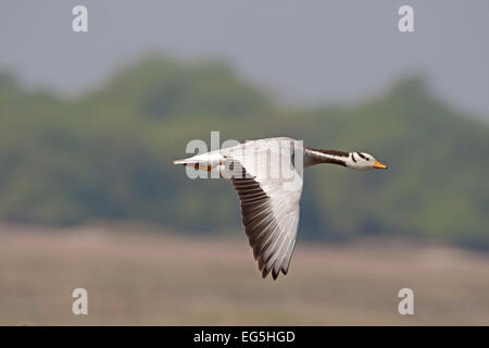 Unter der Leitung von Bar Gans - Anser indicus Stockfoto