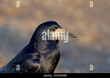 Turm - Corvus frugilegus Stockfoto