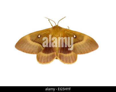 Eiche Eggar - Lasiocampa Quercus - weiblich Stockfoto