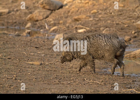 Indische Wildschwein - Sus Scrofa Cristatus - männlich Stockfoto