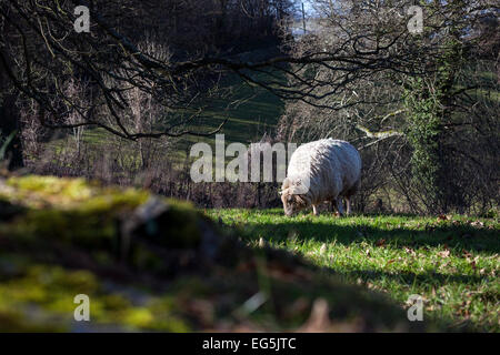 Hügel, Landwirtschaft, Schafe, Schafe, landwirtschaftliche Felder, Gruppe von Tieren, Schäferei, Säugetier, Lamm, Ackerland, Landwirtschaft, Ikonen, Wolle, Tiere co Stockfoto