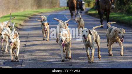 Oakham, UK. 17. Februar 2015. Cottesmore Hunt zu erfüllen. Cottesmore Hunt Hunde genießen ihren Tag. Bildnachweis: Nico Morgan/Alamy Live-Nachrichten Stockfoto