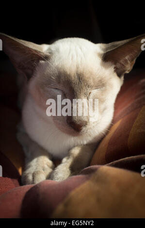 Porträt einer schlafenden Siamkatze. Stockfoto