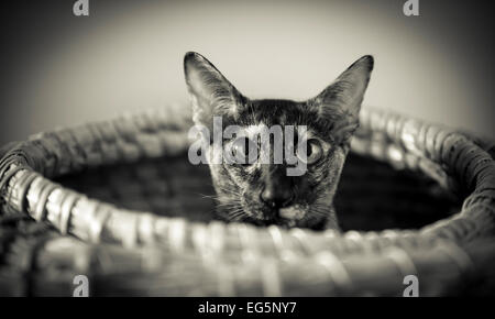Schönes Porträt von eine orientalische Katze sitzt in einem Korb. Stockfoto