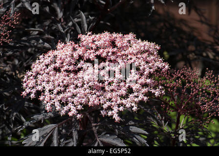 Sambucus Nigra "Black Lace" Stockfoto