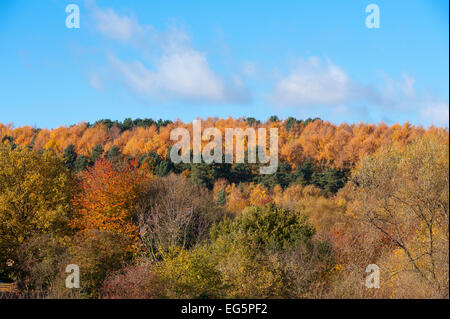 Atemberaubende Aussicht auf Bäume im Herbst in England. Stockfoto