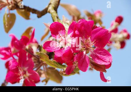 Apfelblüte - die Apfelblüte 09 Stockfoto