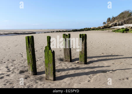 Ausgesetzten Hölzer in der Morecambe Bay Nature Reserve, gesehen von Jenny Browns Point, Silverdale Lancashire UK Stockfoto