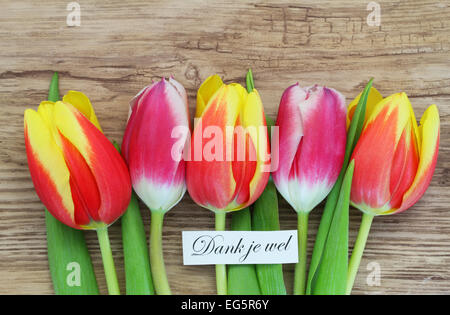 Dank Je Wel (d.h. danke in niederländischer Sprache) mit bunten Tulpen Stockfoto