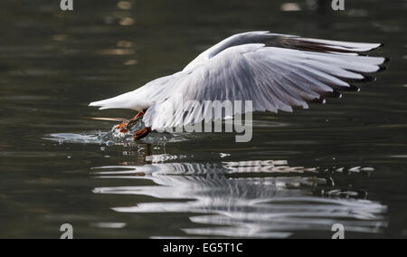 Black Headed Gull wegfliegen. Stockfoto