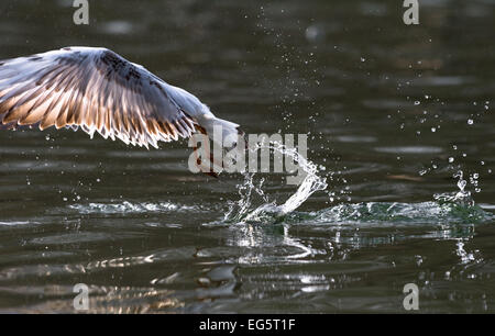 Black Headed Gull wegfliegen. Stockfoto