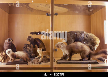 Biodiversität-Ausstellung im Naturhistorischen Museum Rotterdam in Holland, Niederlande. Stockfoto