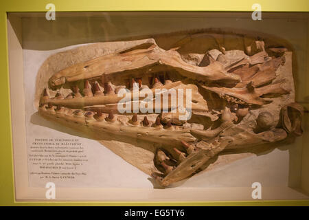 Geschnitzt: 19. Jahrhundert gegossen von Mosasaurus im Natural History Museum Rotterdam in Holland, Niederlande. Stockfoto